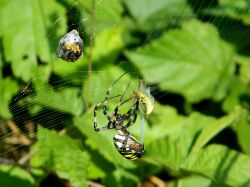 Argiope bruennichi incarta la spesa - Viadana (MN)